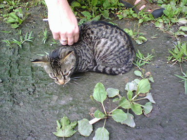 Injured kitten.