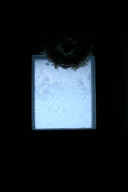 frost-covered window