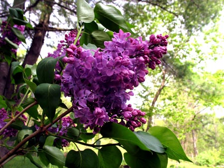 lilacs.jpg